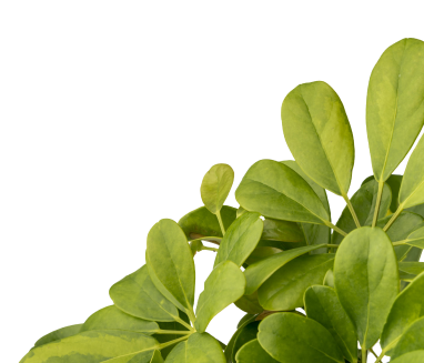 Paysagiste Demo 5 Motif Avis