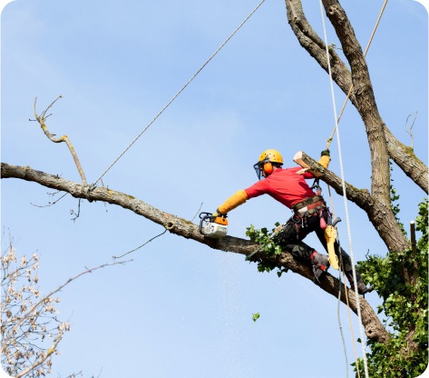 Paysagiste Demo 5 R3